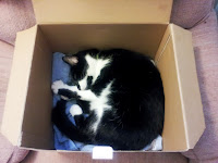 Seph Seph the Cat