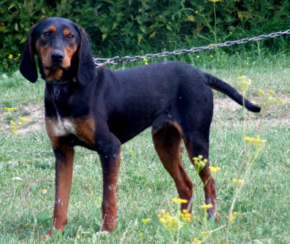 Av Köpekleri (Kurzhaar) KANGALLAR ALEMİ
