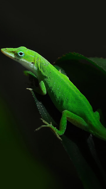 iPhone 5 Wallpaper Green Lizard Closeups