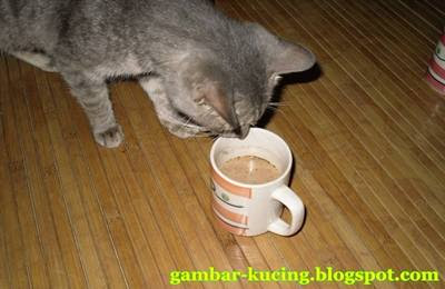 gambar kucing nak minum