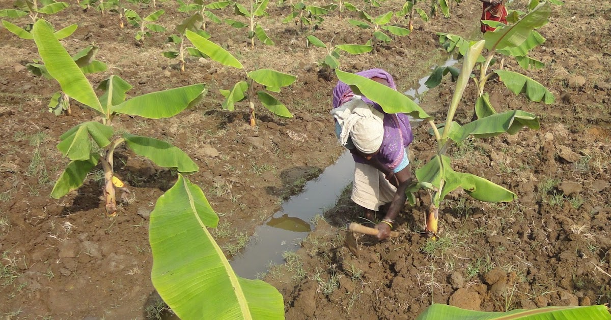 NGO News blog, NewsLine Integrated weed management is necessary for