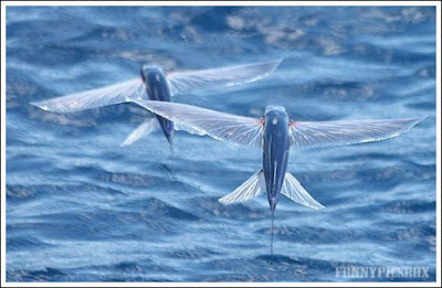 Flying Fishes 1