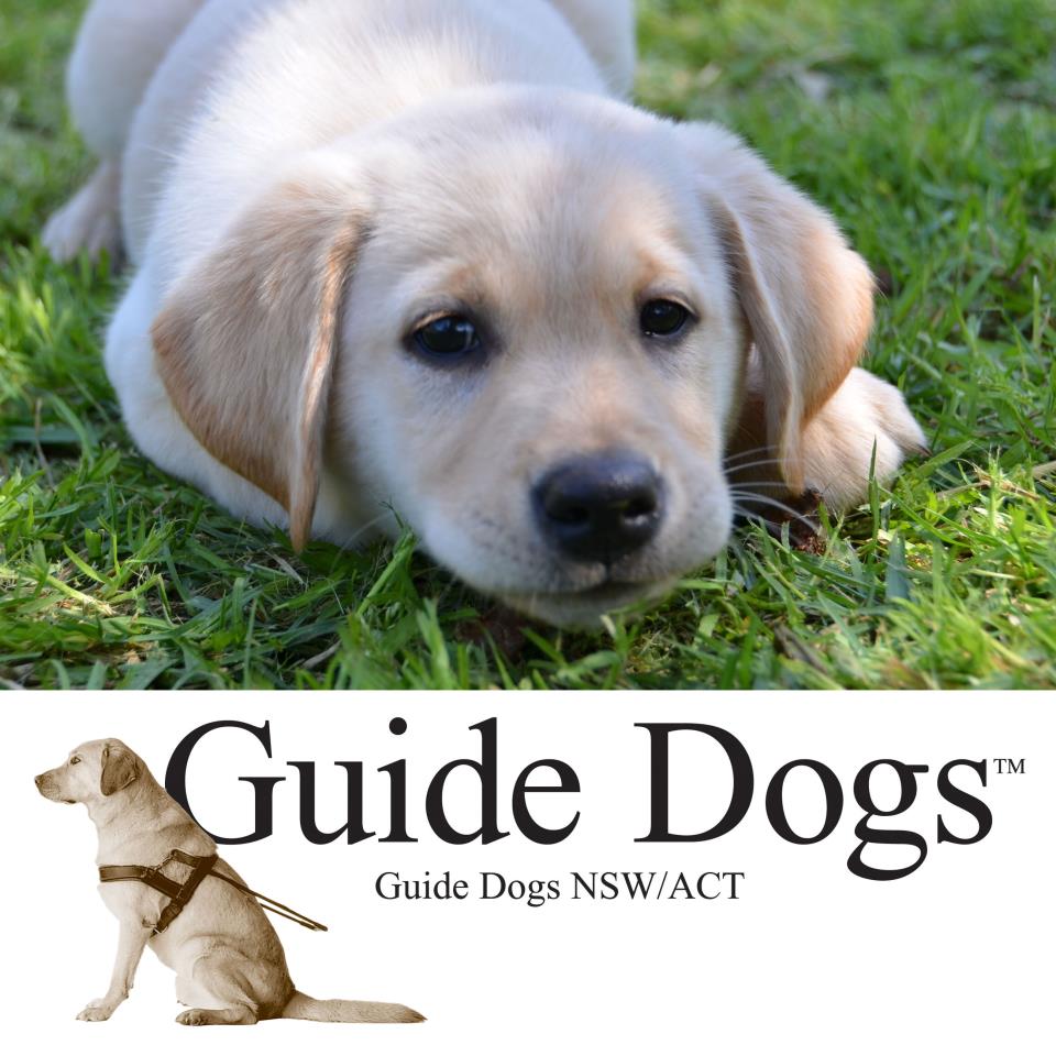 Guide Dogs