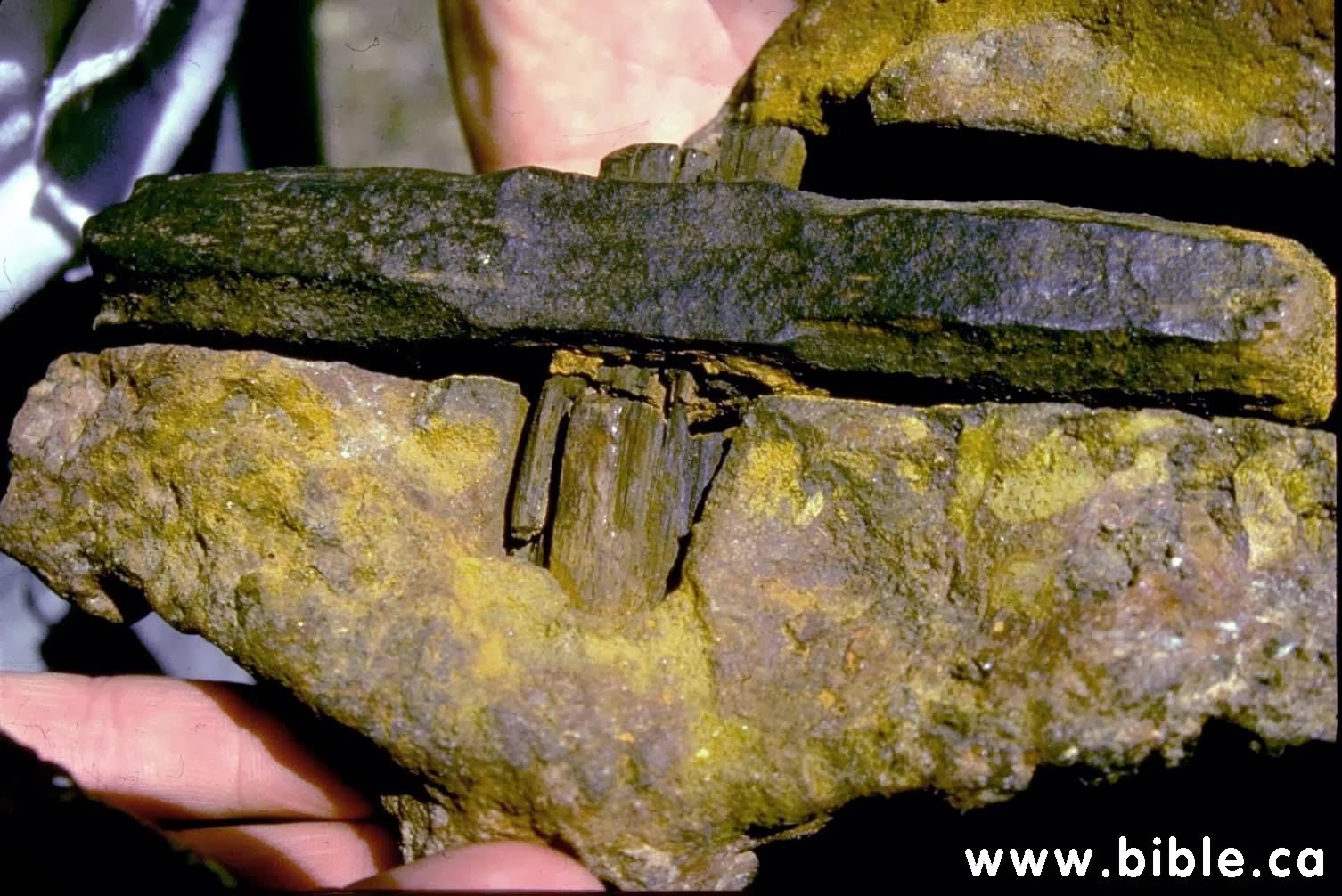 Artifacts+in+Coal Przed potopem warunki te były jednak inne. Właśnie z tego czasu ...