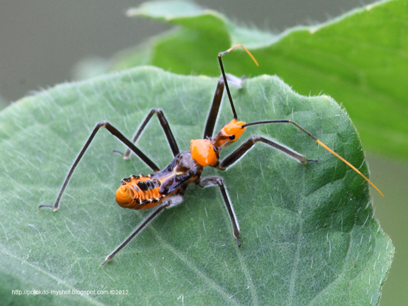 Orange assasin bug (Reduviidae) in Sumatra Indonesia