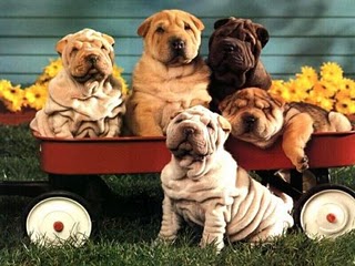 ALL ABOUT DOGS: beagle puppy - dogs pictures ALL ABOUT DOGS: beagle puppy - dogs pictures