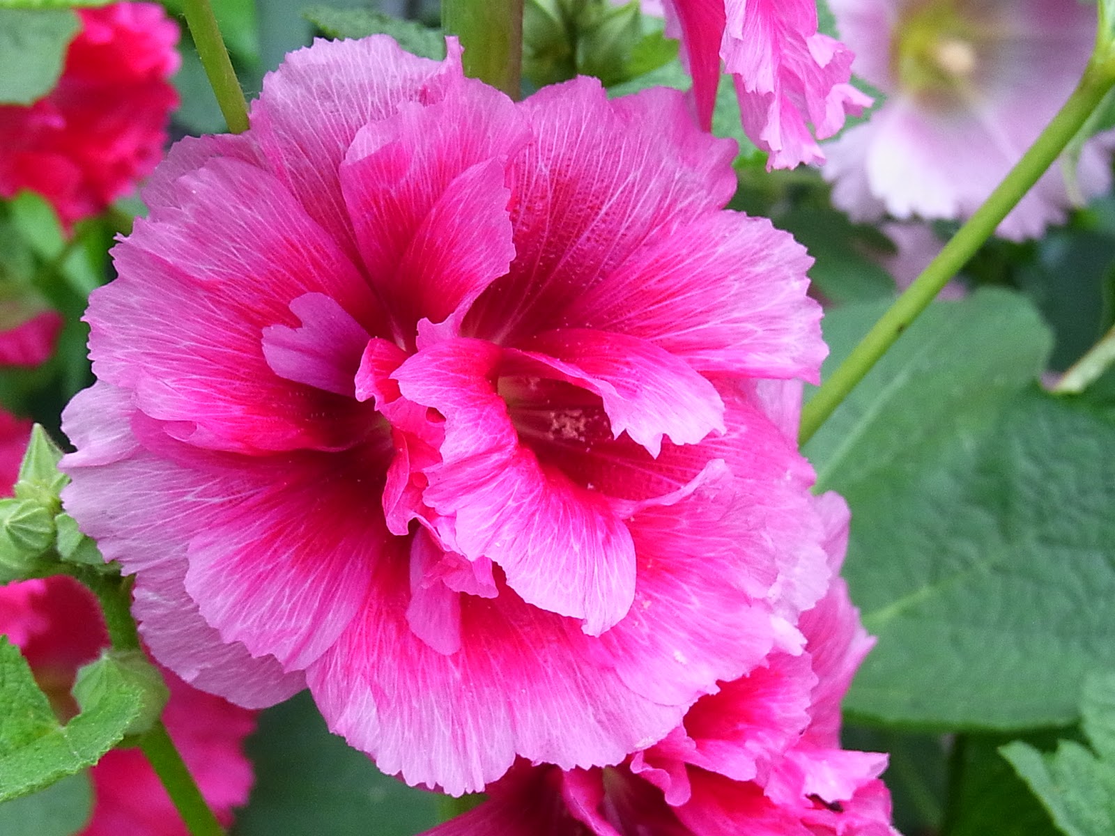 Flos 花 Blume Flower 華 Fleur Flor Cbetok Fiore タチアオイ 16 多弁化株の出現