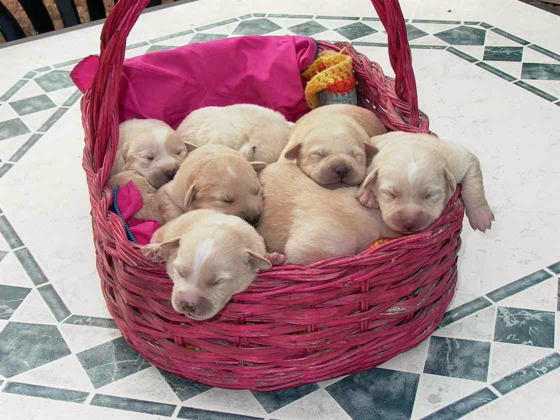 Adry Legge E Scrive Per Voi Cinque Cuccioli Da Salvare