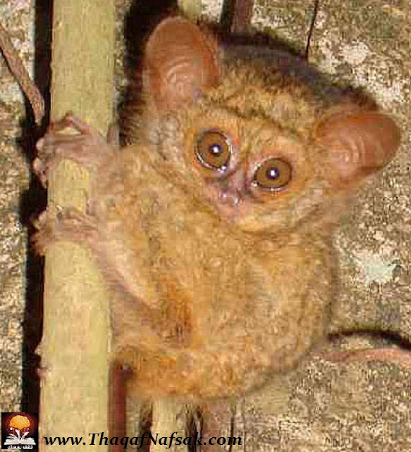 نقره لتكبير أو تصغير الصورة ونقرتين لعرض الصورة في صفحة مستقلة بحجمها الطبيعي