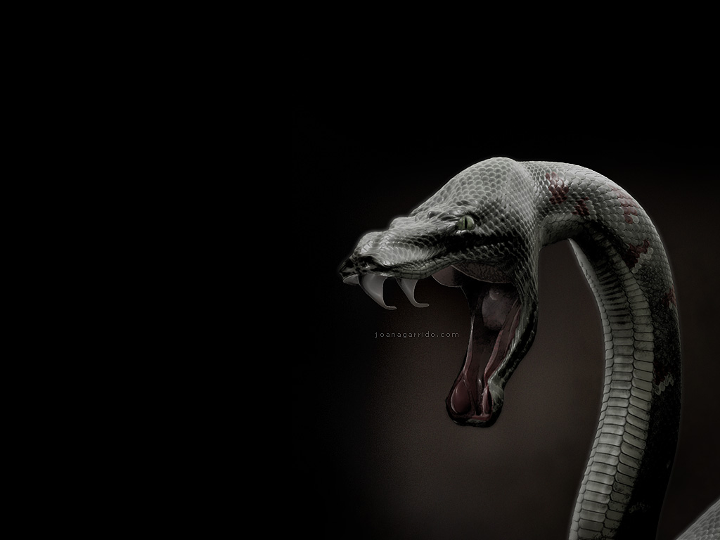 best snake wallpapers