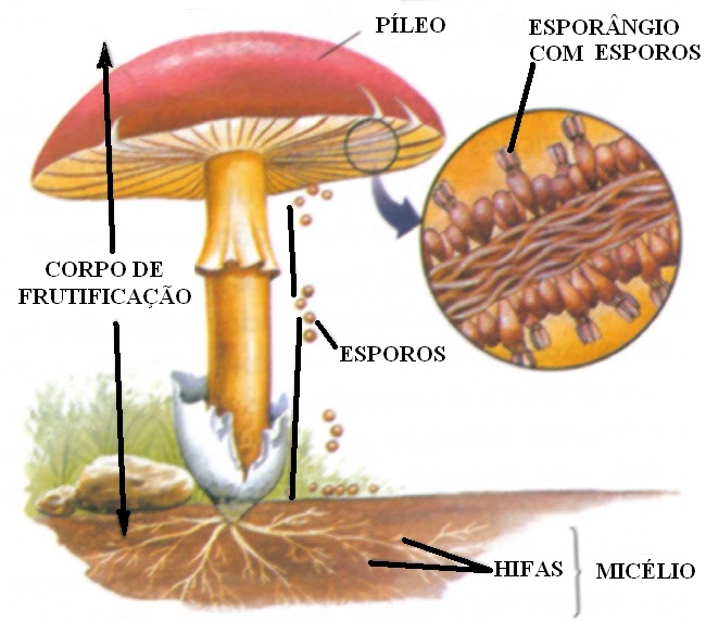 Como tratar um fungo de pregos livre de despesas