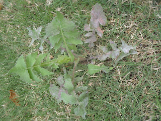 Dandelion weed http://muttnut.blogspot.com/