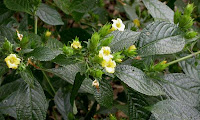 Keji Beling (Stachytarpheta mutabilis) Keji Beling (Stachytarpheta mutabilis)