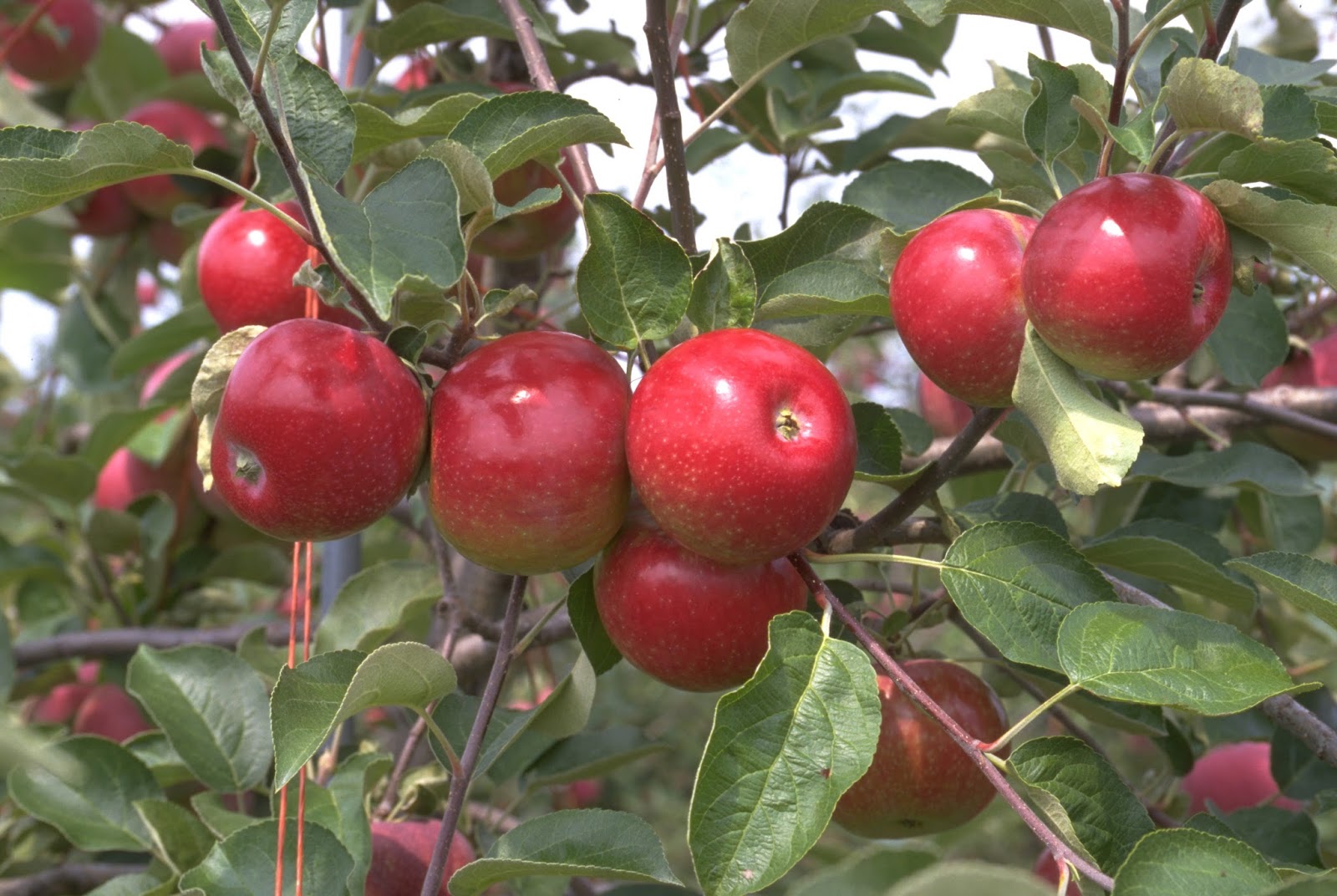 Empire State Farming New York Apple Creations to be Named Today