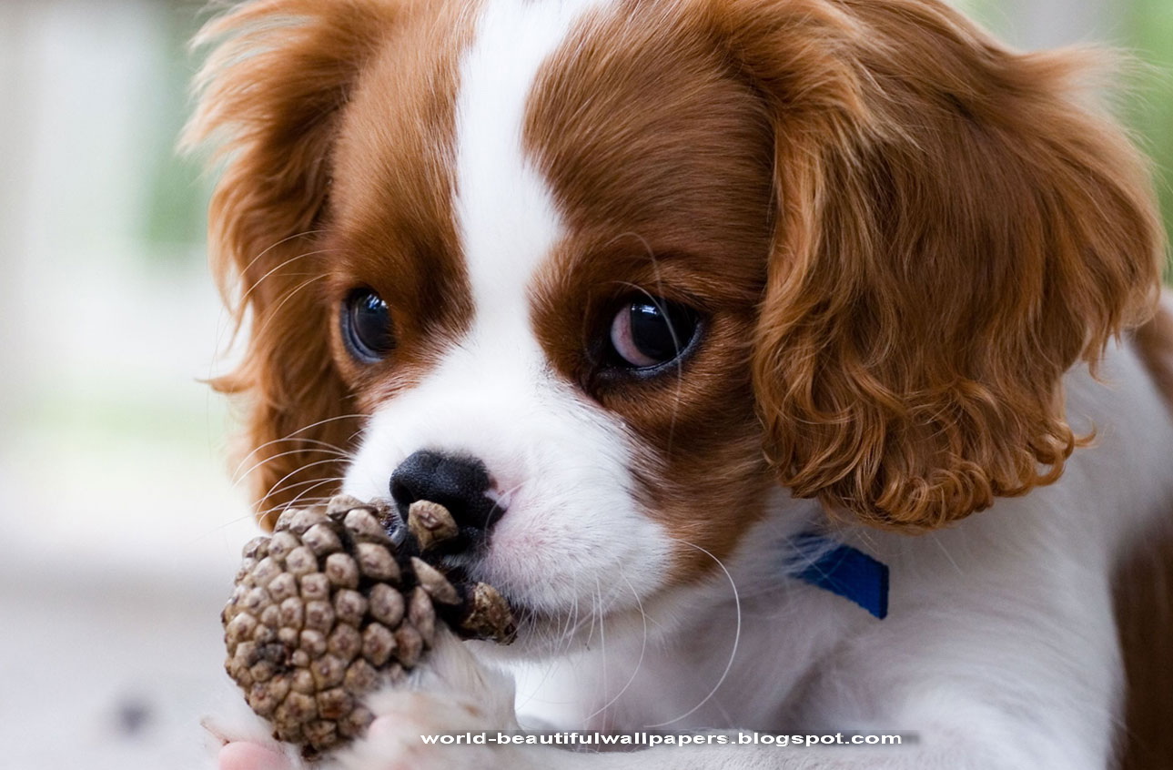 Beautiful Wallpapers: Dogs Wallpapers