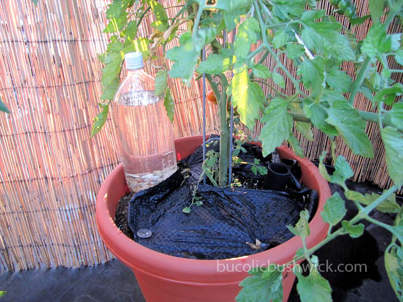 Bucolic Bushwick Diy Soda Bottle Drip Irrigation