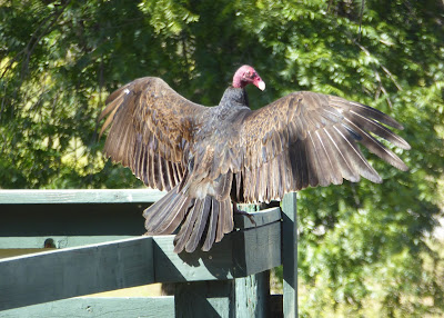 turkey vulture stretching wings