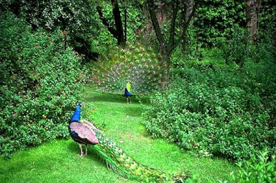 Peacock pictures