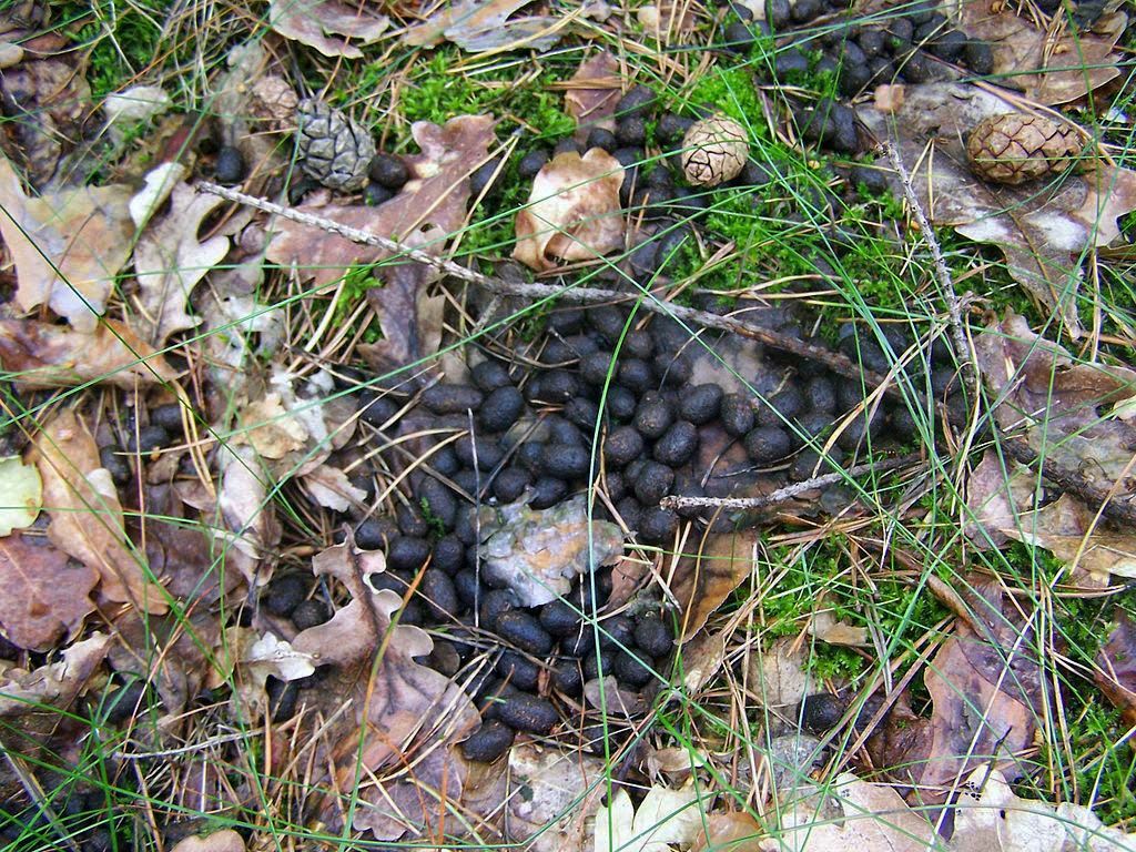 deer dung