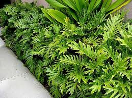 Real World Gardener Philodendron Xanadu And Gold Bullion Are Plant Of The Week