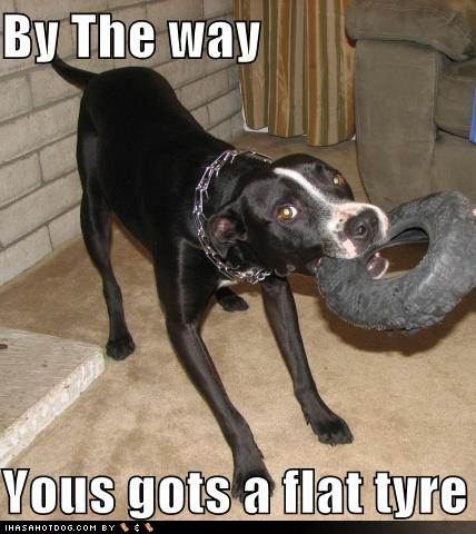 Funny Image Collection: Funny Dog Jokes | Jokes | Humor | Quotes