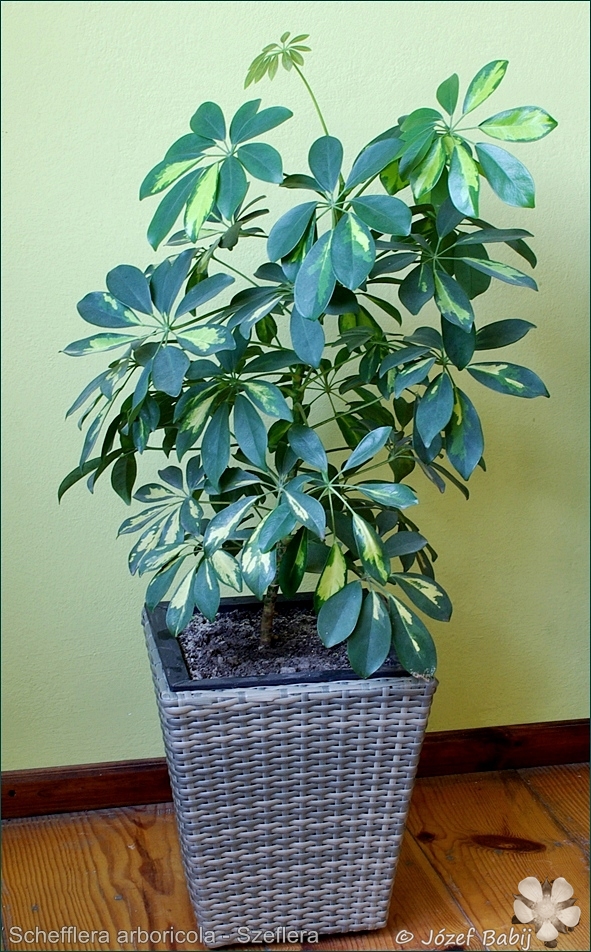 Schefflera arboricola - Szeflera drzewkowata