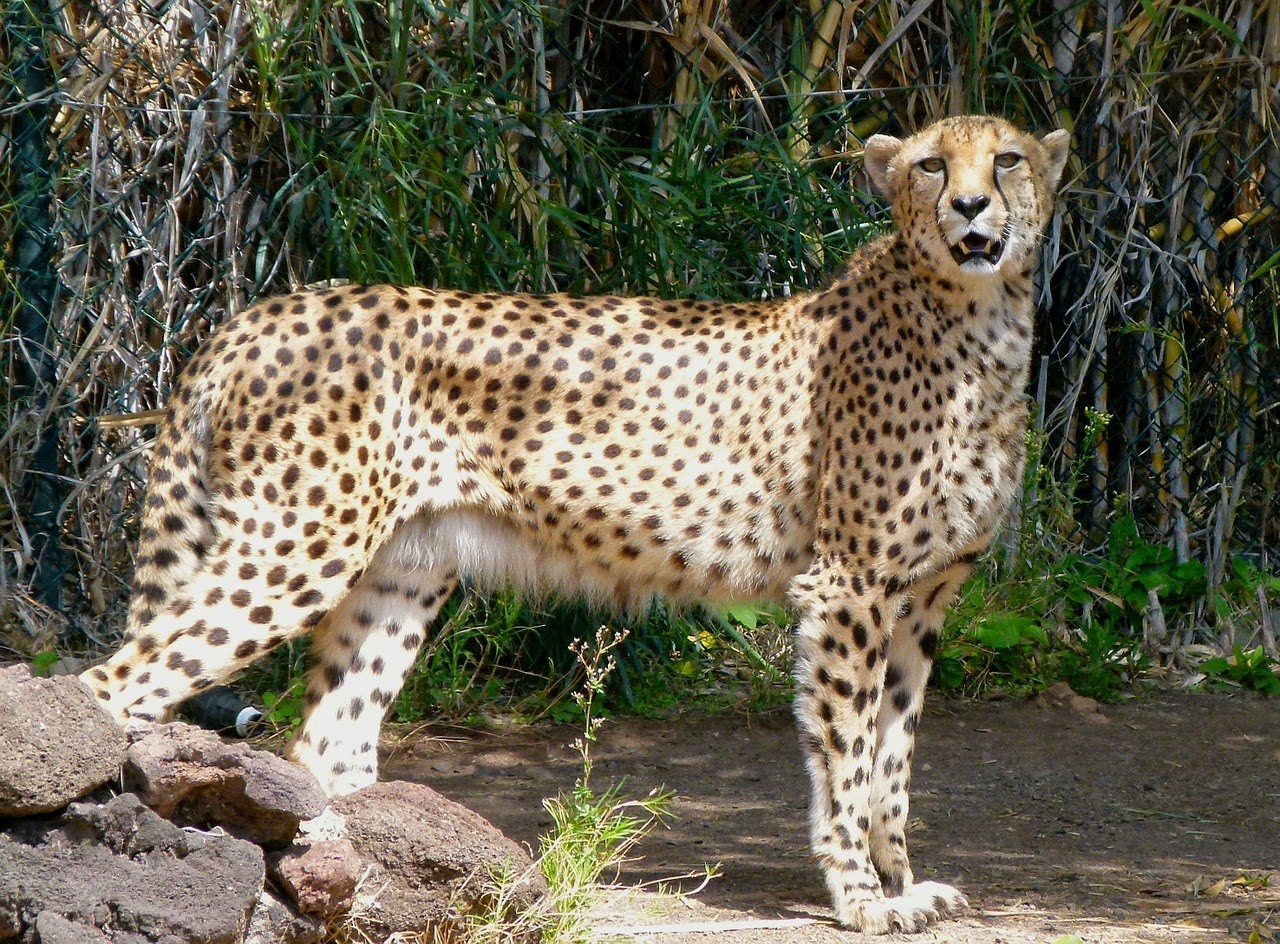 What is the difference between a cheetah from a leopard What is the difference between a cheetah from a leopard
