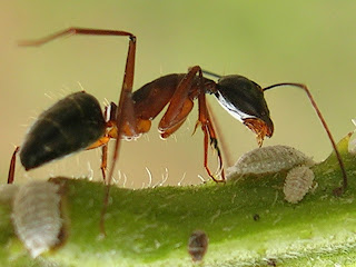 Ant Animal Pictures