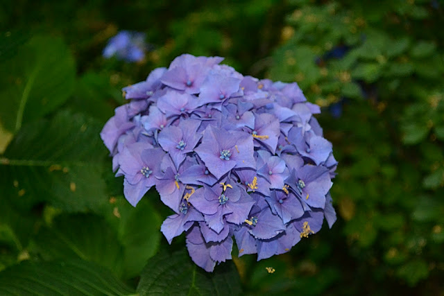 Snappy S Gardens Blog July 2010