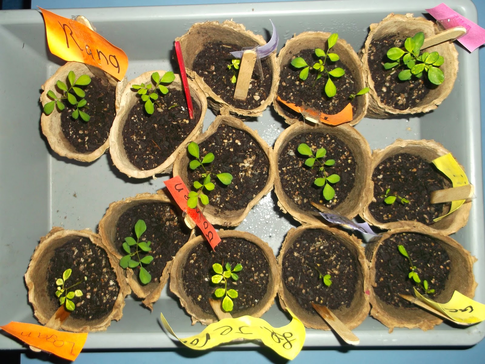 Room 8 Kiddliwinks Our kowhai seeds have grown
