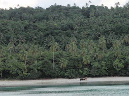 cows on the beach