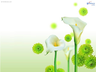 Flower Wallpapers HD