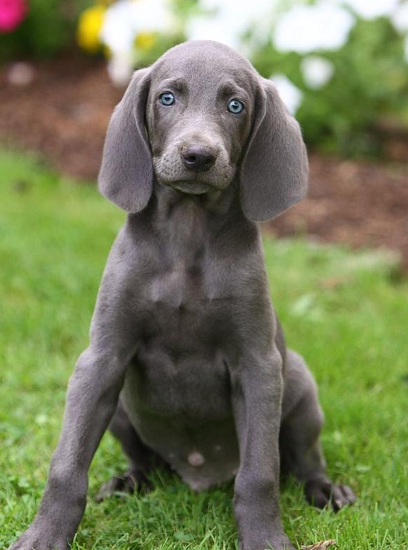 pictures of weimaraner puppies puppy image picture photo review pictures of weimaraner puppies puppy image picture photo review
