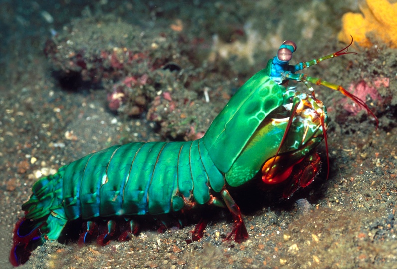 born to fly fish: The Peacock Mantis Shrimp
