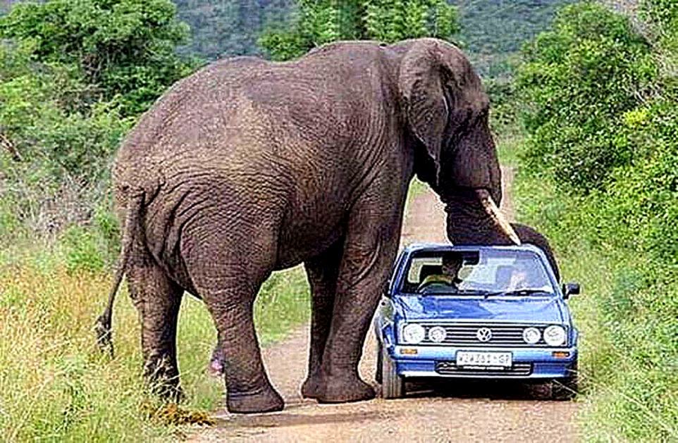 Funny Elephant In Car Wallpaper Hd