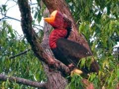 Inilah 6 Jenis Burung Paling langka Di Dunia burung langka