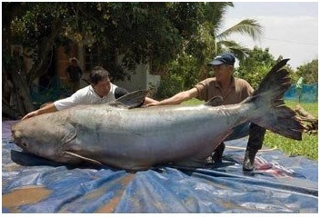 La tienda de la pesca submarina ufa