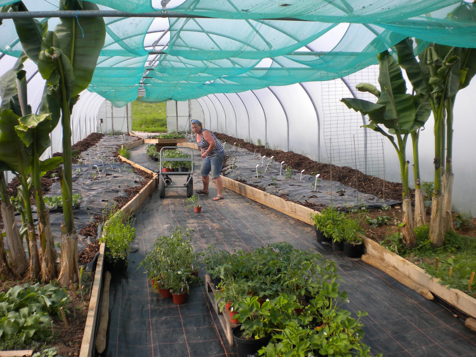 Chilli Pepper Heaven Visit to the South Devon Chilli Farm