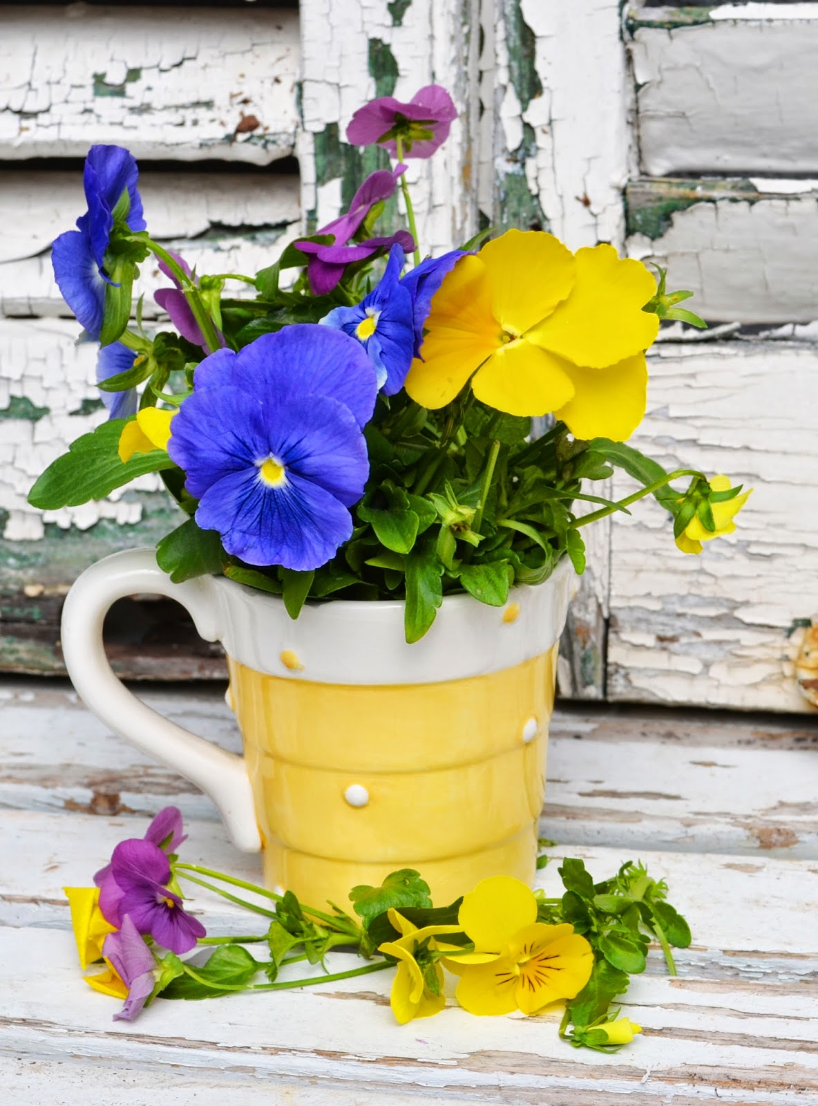 My Painted Garden Pansies and "Tea Cup Flowers"