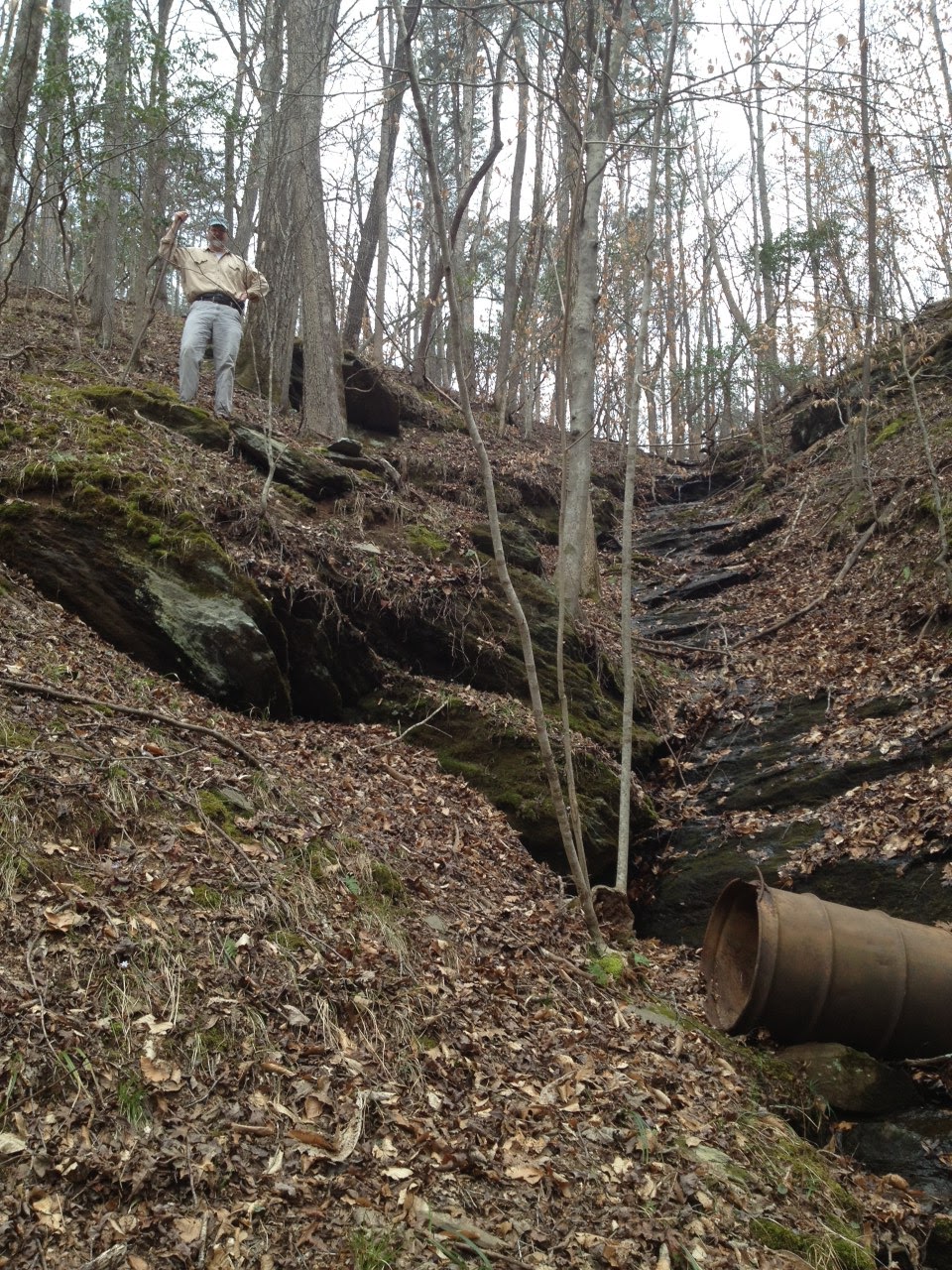 Nature Blog The Natural History of 4. Trees and