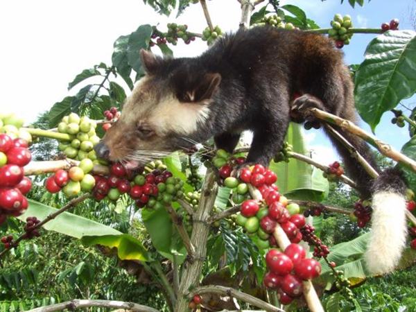 kopi luwak kopi luwak