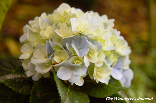 The Wanderer S Journal Four Tips In Growing Hydrangeas