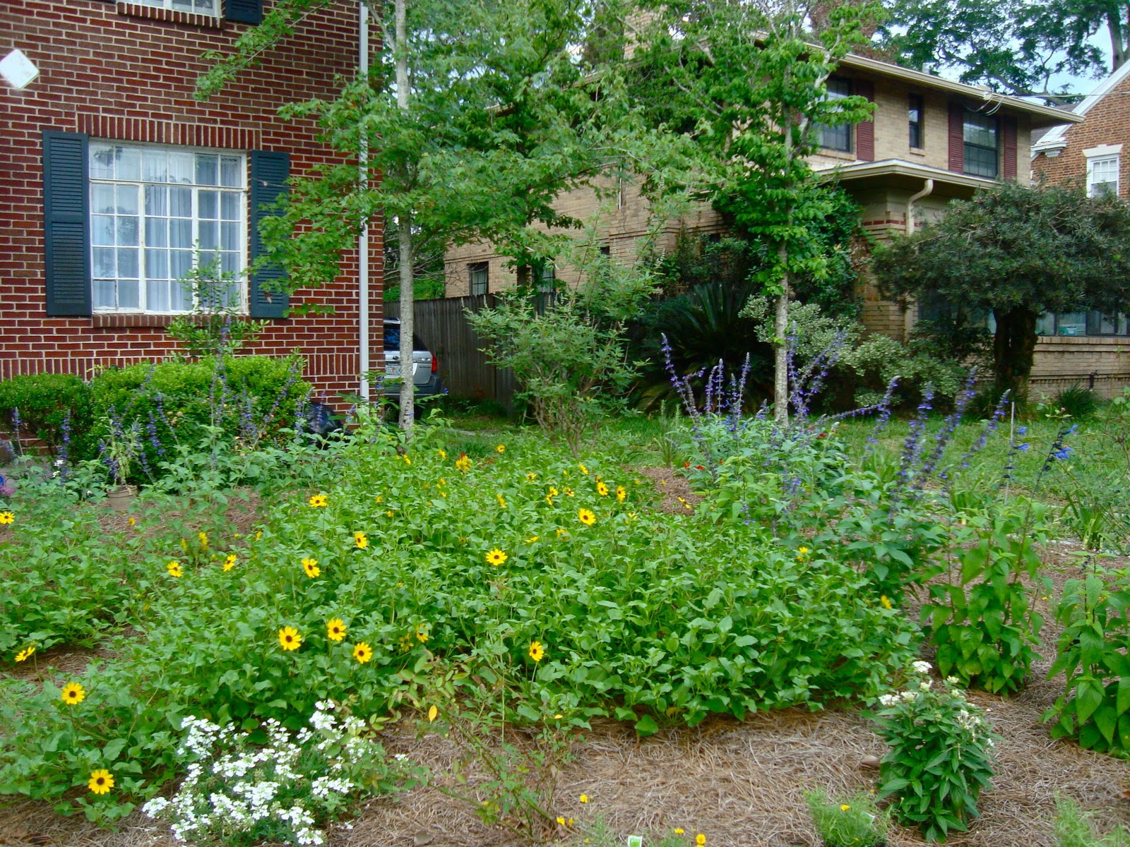 Seeds For Green Roofs Helianthus debilis, Native Plant