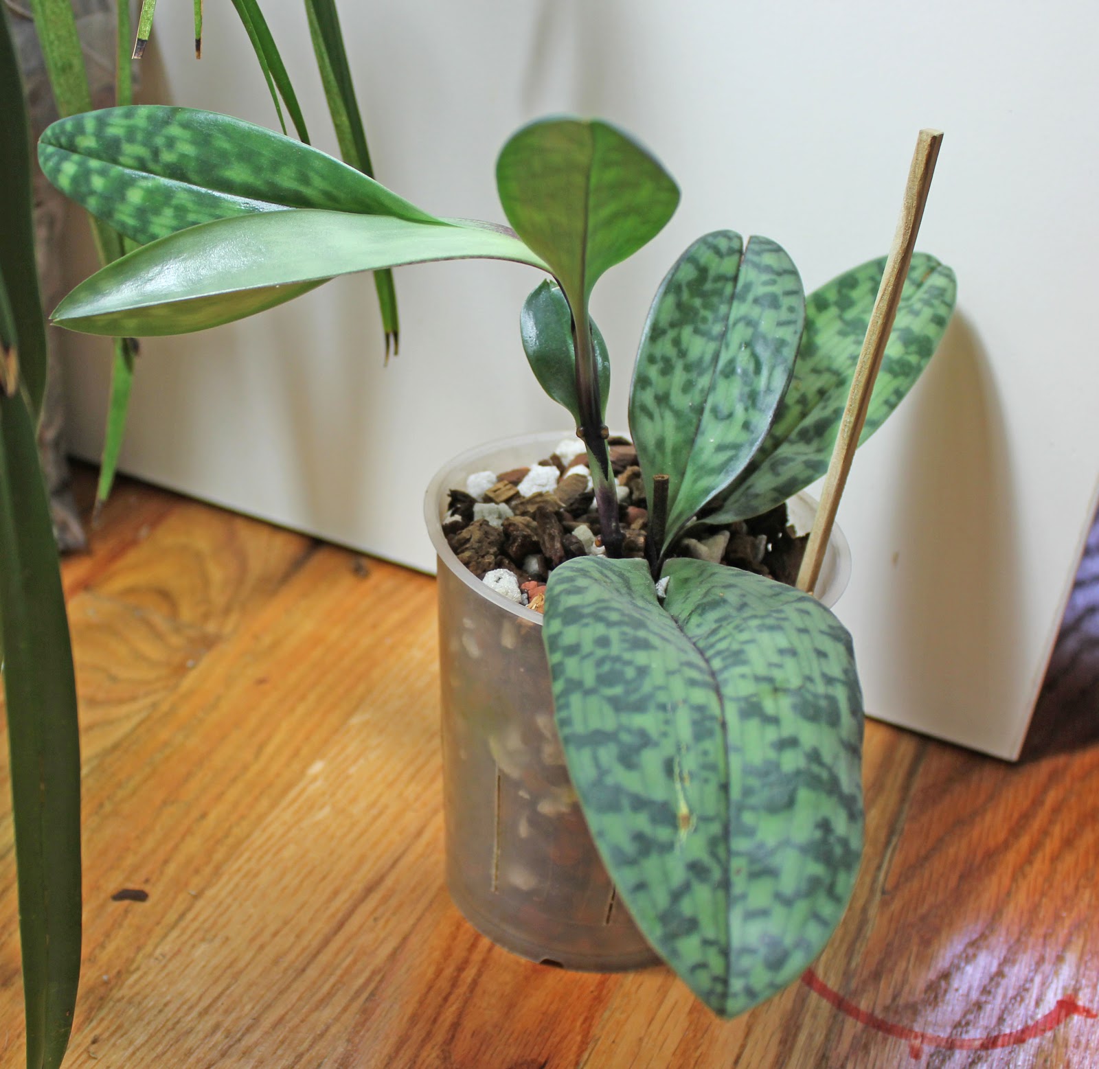 Maria's Orchids Proplem with paph new growth wilted