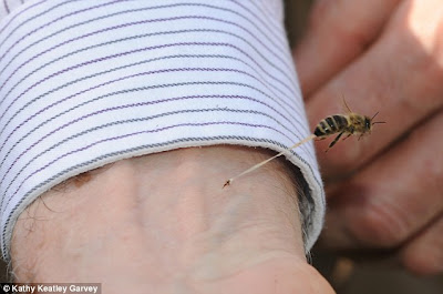 stinging after why bee dies find