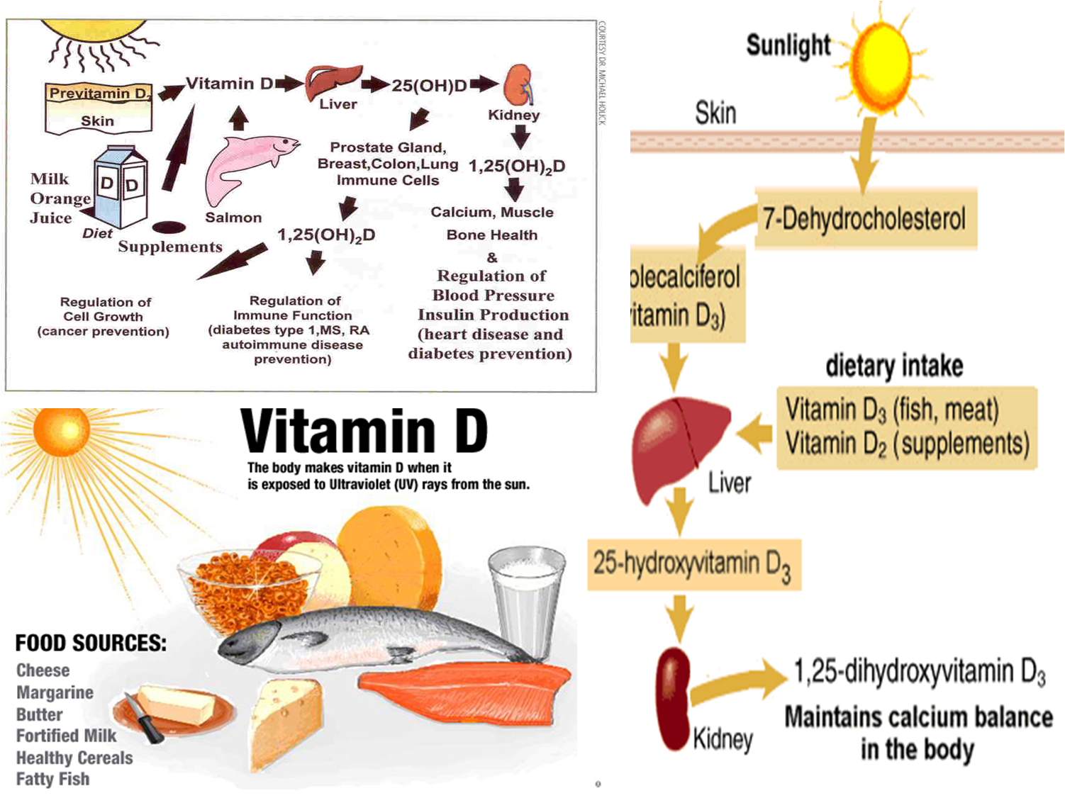 The Importance of Vitamin D freewaremini