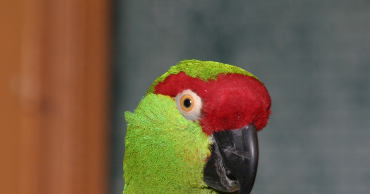 World Bird Sanctuary: Arizona: The Christmas Parrot!
