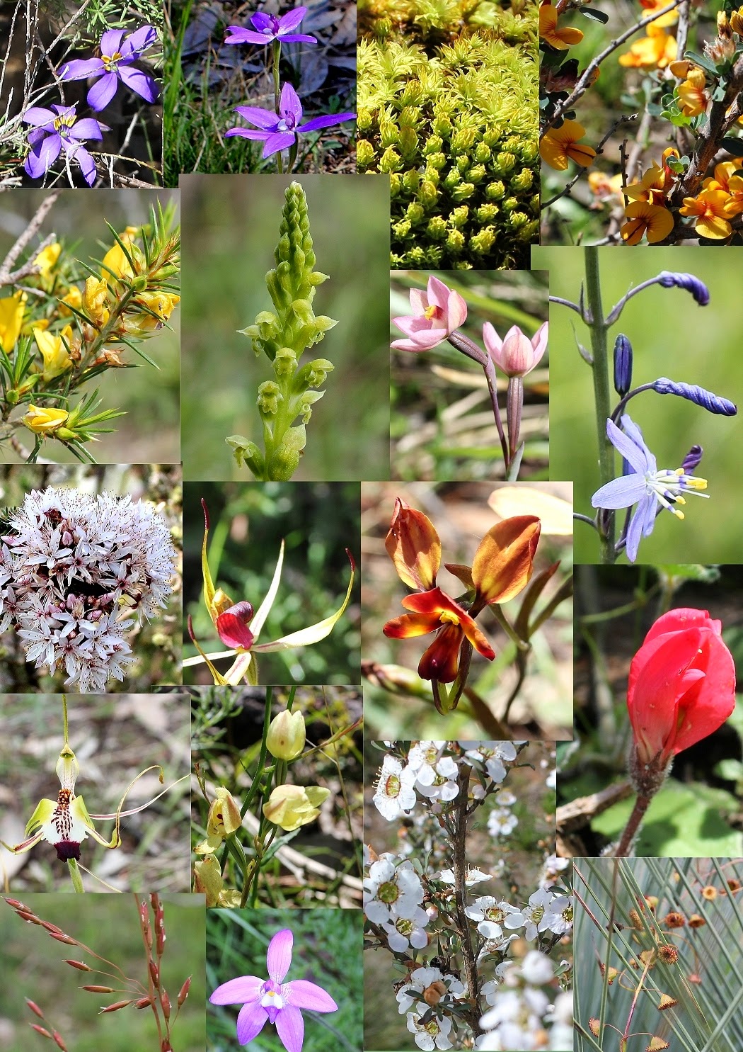 Native flowers in the T.T.G. area of the Adelaide Hills / South Eastern