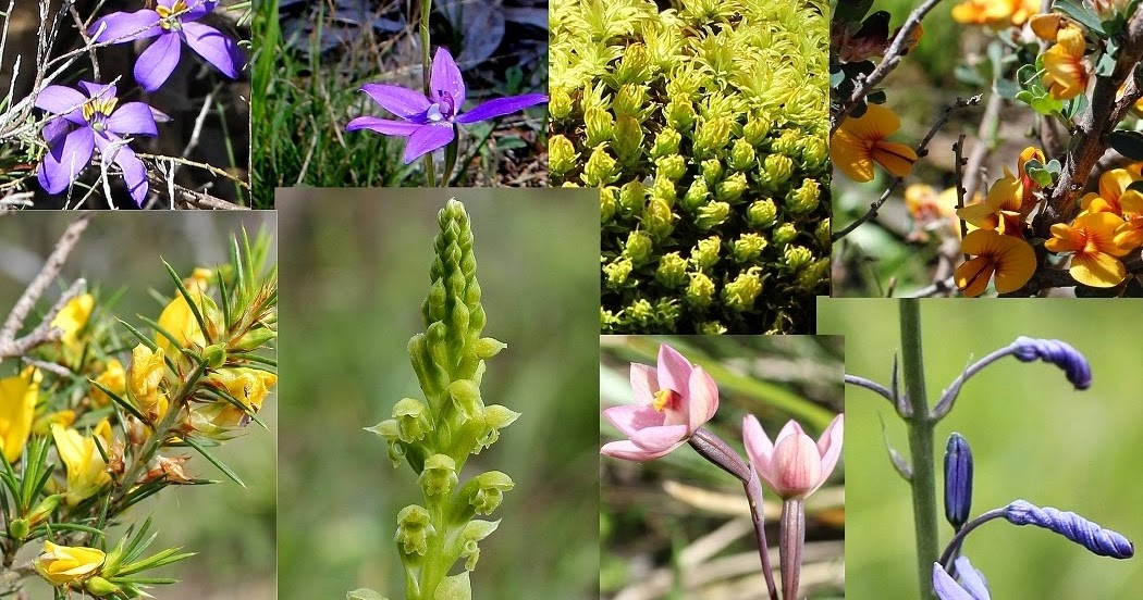 Tea Tree Gully District Garden Club Native flowers in the T.T.G. area