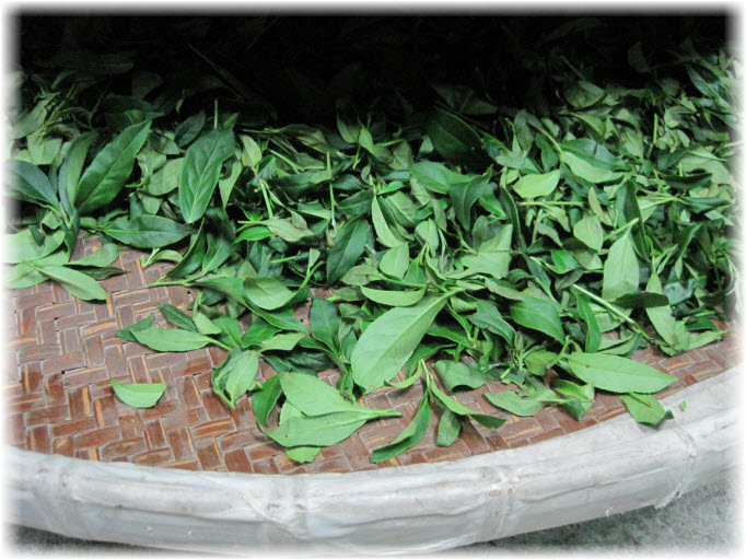 Steph's Cup of Tea Tea Making Process and Stirring Green Video (Alishan)